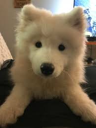 samoyed puppy